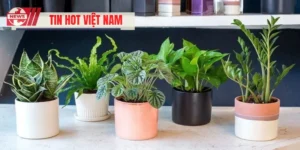 Gợi Ý Cây Để Bàn Làm Việc Giúp Tăng Tập Trung Và Tài Lộc