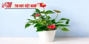 Cây Hợp Mệnh Hỏa Mang Lại May Mắn, Tài Lộc Cho Gia Chủ