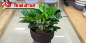 Cây Hợp Mệnh Kim - Gợi Ý Cây Phong Thủy Chuẩn Hút May Mắn
