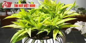 Cây Hợp Mệnh Thổ - Gợi Ý Cây Thu Hút May Mắn Và Tài Lộc