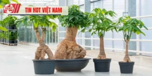 Cây Kim Ngân Phong Thủy - Biểu Tượng Tài Lộc Và Giàu Sang