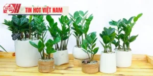 Cây Kim Tiền Phong Thủy Thu Hút Tài Lộc, Mang Lại May Mắn
