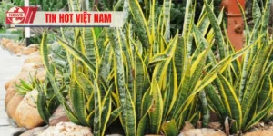 Cây Lưỡi Hổ Thanh Lọc Không Khí, Bảo Vệ Gia Đình Khỏi Tà Khí