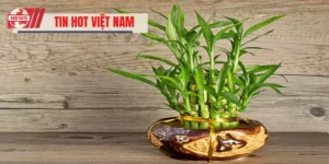 Cây Phát Tài – Biểu Tượng Phong Thủy Giàu Sang, Tài Lộc