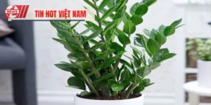 Cây Phong Thủy Trồng Ngoài Ban Công Mang Sinh Khí Mạnh Mẽ