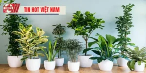 Top Cây Phong Thủy Trong Nhà Tốt Cho Sức Khỏe Và Tài Lộc