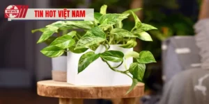 Cây Trầu Bà Xanh Mướt Mang Lại Vượng Khí Cho Không Gian Sống