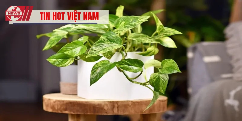 Cây Trầu Bà Xanh Mướt Mang Lại Vượng Khí Cho Không Gian Sống