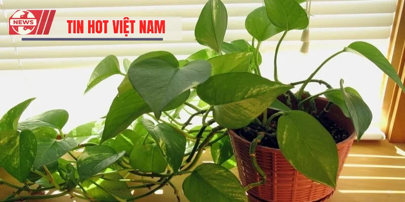 Lợi ích mà cây đem lại cho người sử dụng