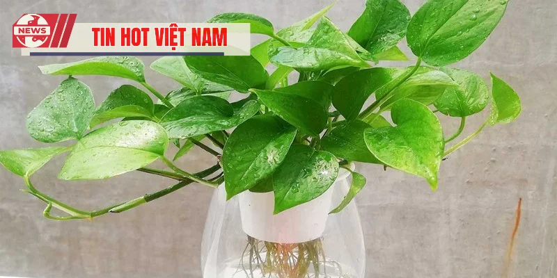 Hướng dẫn chăm sóc và trang trí trầu bà đúng cách