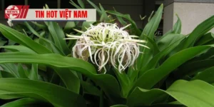 Hoa Tướng Quân – Loài Hoa Phong Thủy Mạnh Mẽ, Quyền Lực