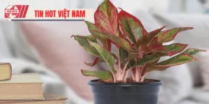 Mệnh Hỏa Hợp Cây Gì - Cây Phong Thủy Hợp Với Người Mệnh Hỏa