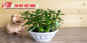 Mệnh Mộc Hợp Cây Gì? Top Cây Phong Thủy Chuẩn Cho Mệnh Mộc