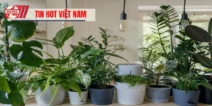 Mệnh Thủy Hợp Cây Gì? Gợi Ý Cây Cảnh Mang Lại Tài Vận Tốt