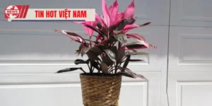 Phong Thủy Cây Huyết Dụ – Cây Đỏ Mang Lại Nhiều Vượng Khí