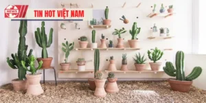 Phong Thủy Cây Xương Rồng – Tránh Xui Rủi, Tăng May Mắn