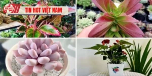 Tuổi Mão Hợp Cây Gì? Cây Phong Thủy Tăng May Mắn Tình Duyên