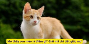 Mơ thấy con mèo là điềm gì? Giải mã chi tiết giấc mơ